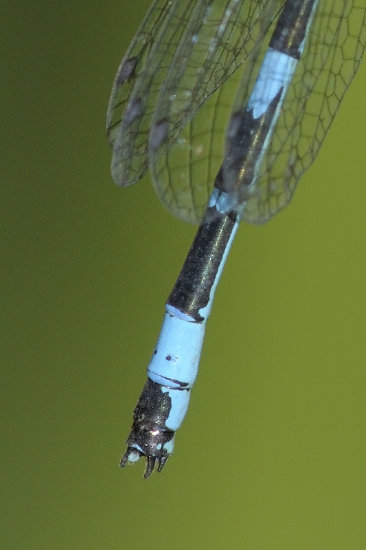 Coenagrion da identificare...